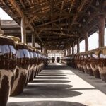 nuruk and koji fermentation pots