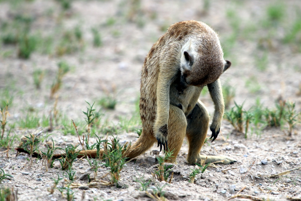 animal crouching